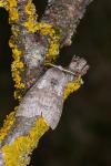 Calliteara pudibunda