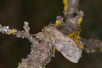 Peridea anceps