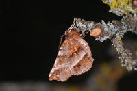 Selenia dentaria