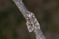 Acronicta rumicis