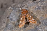 Panolis flammea