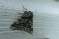 Lycia hirtaria
