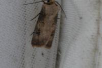 Agrotis puta