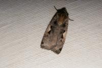 Xestia c-nigrum