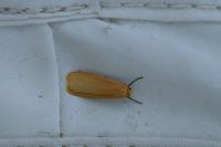 Wittia sororcula