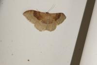 Idaea degeneraria