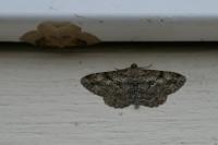 Peribatodes rhomboidaria rhomboidaria