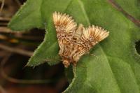 Amephana anarrhini