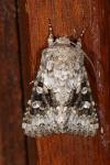 Hecatera bicolorata