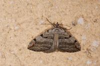 Aplocera efformata/plagiata