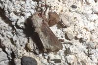 Egira conspicillaris
