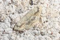 Cyclophora annularia