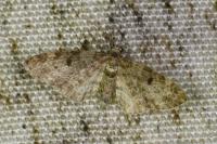 Eupithecia tantillaria