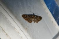 Gymnoscelis rufifasciata