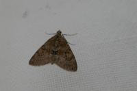 Thera variata