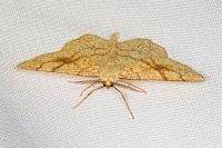 Adactylotis contaminaria