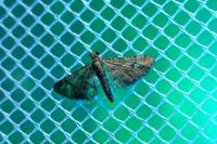 Gymnoscelis rufifasciata