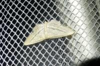 Idaea mediaria