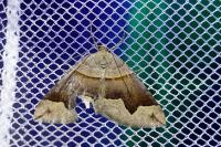 Scotopteryx angularia