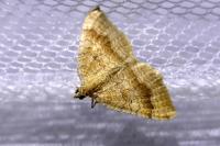 Camptogramma bilineata