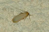 Katha depressa