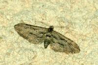 Eupithecia phoeniceata