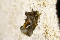 Macdunnoughia confusa