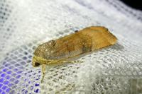 Noctua janthe/janthina