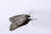 Pachycnemia hippocastanaria hippocastanaria