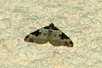 Xanthorhoe fluctuata