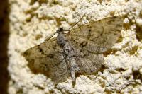 Peribatodes rhomboidaria rhomboidaria