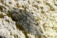 Peribatodes rhomboidaria rhomboidaria