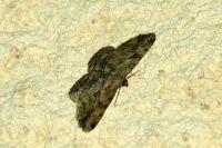 Peribatodes rhomboidaria rhomboidaria