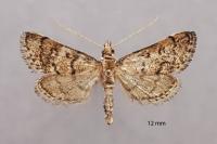 Metasia cuencalis bourgognei