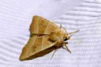 Atethmia centrago
