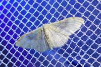 Idaea degeneraria