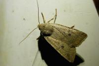 Leptologia lota