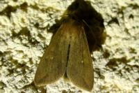Mythimna unipuncta