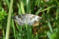 Epirrhoe alternata
