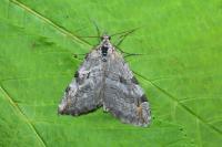 Aplocera plagiata