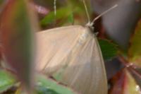 Minoa murinata