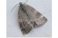 Boudinotiana touranginii