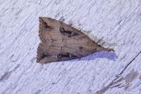 Hypena rostralis
