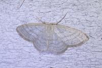 Idaea subsericeata