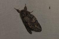Peridea anceps