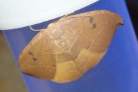 Watsonalla uncinula