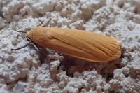 Wittia sororcula