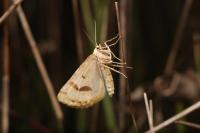 Aspitates ochrearia