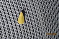 Wittia sororcula