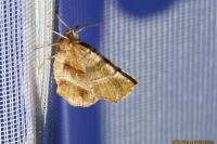 Selenia dentaria